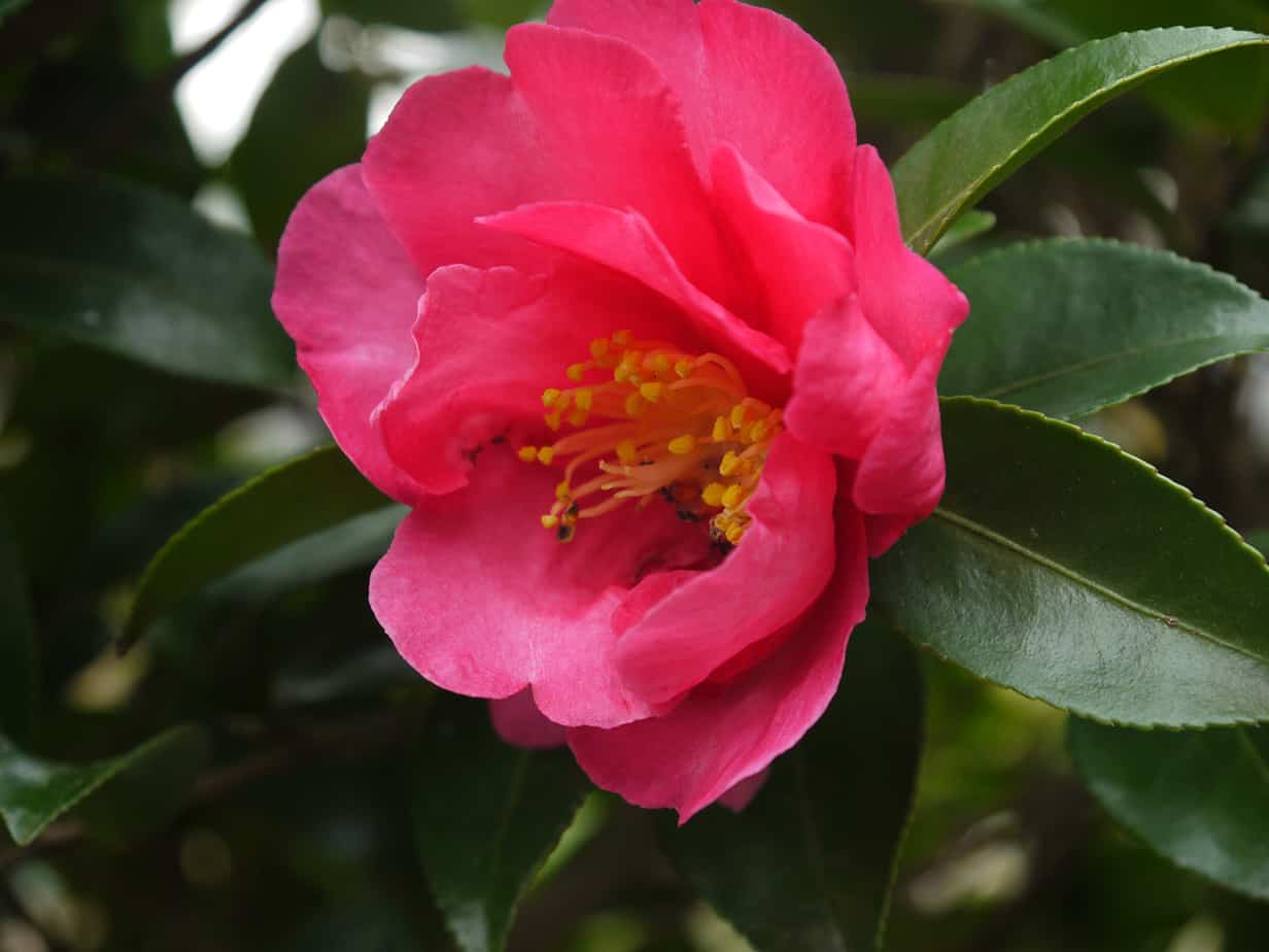 山茶花と椿の違い お母さん大学