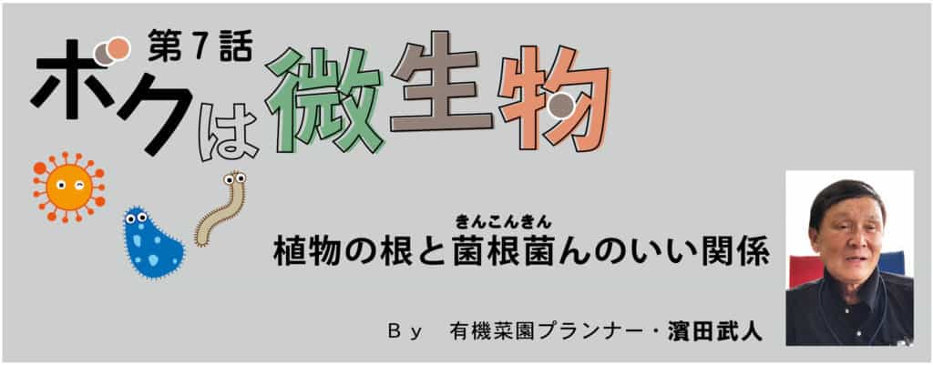 植物の根と菌根菌(きんこんきん）のいい関係 お母さん大学