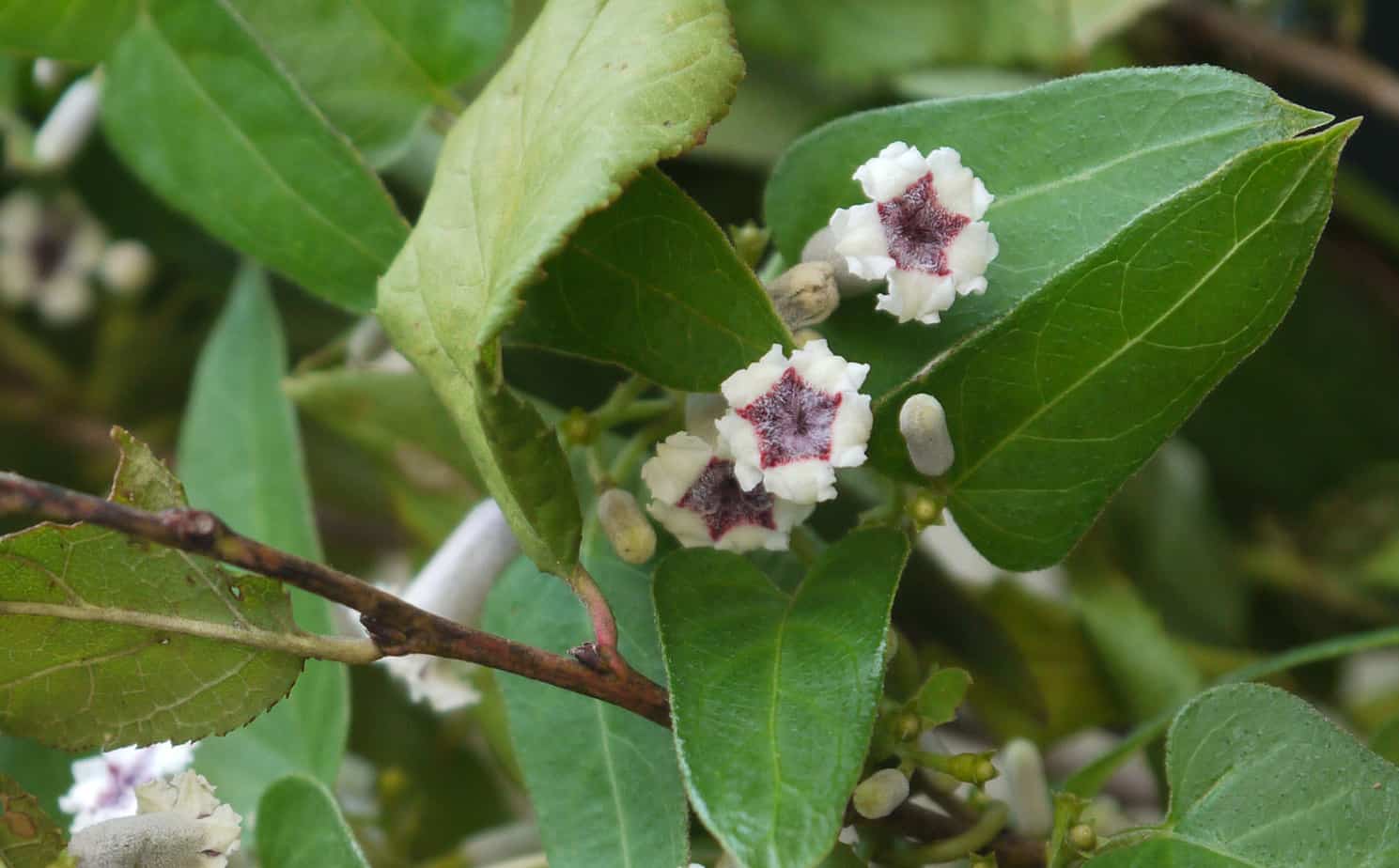 残念な名前の雑草だけど白くて小さいかわいい花 屁糞葛 ヘクソカズラ お母さん大学