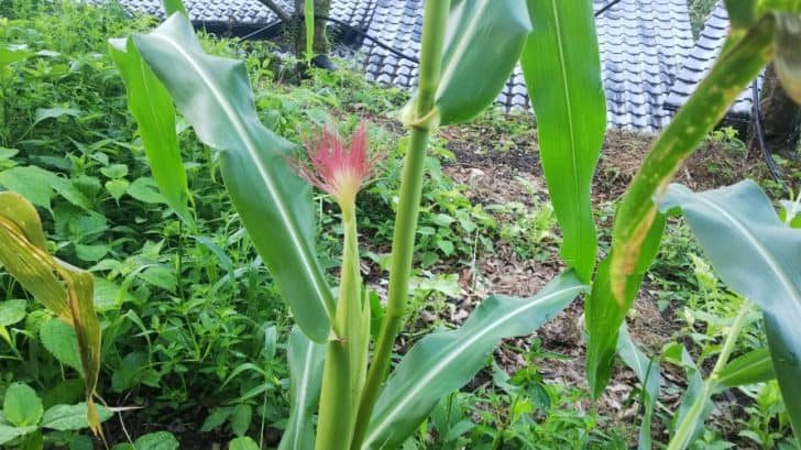 トウモロコシのひげ根の意味 お母さん大学 トウモロコシのひげ根の意味 お母さん大学