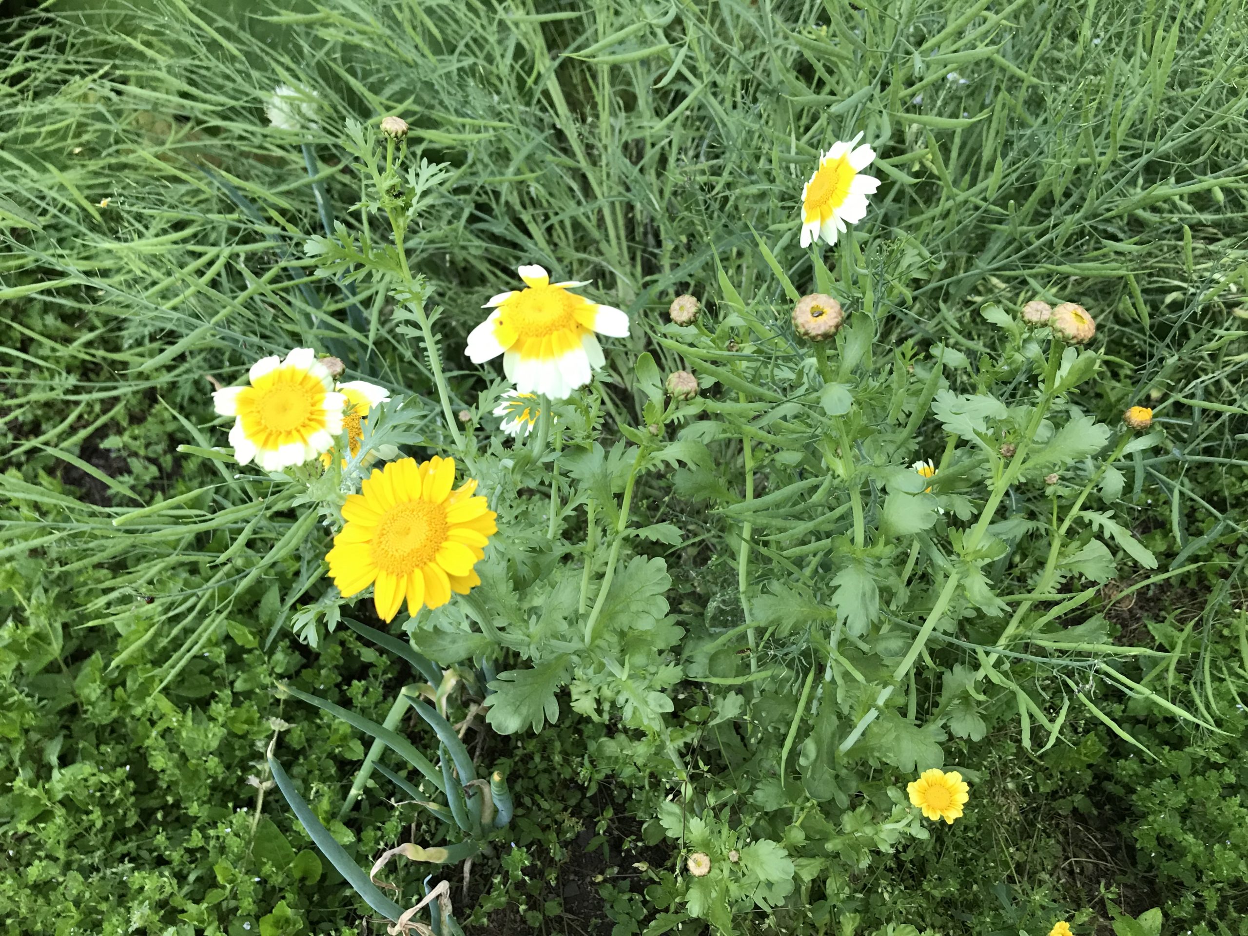 春菊の花 お母さん大学