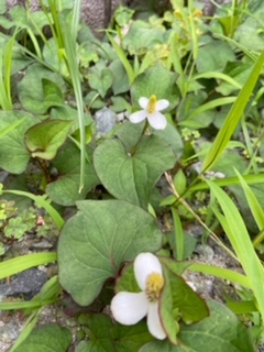 6月15日開催 植物講座 虫除けスプレー お母さん大学